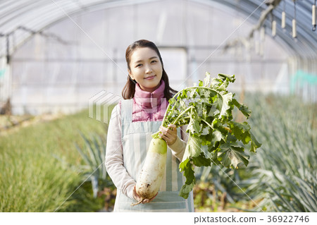 老人,女人,場,蔬菜,韓國 老人,女人,場,蔬菜,韓國 36922746