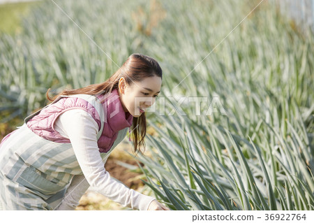 Elderly, woman, field, vegetables, Korea 36922764