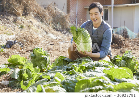 晚年，男人，領域，蔬菜，收穫，韓國 36922791