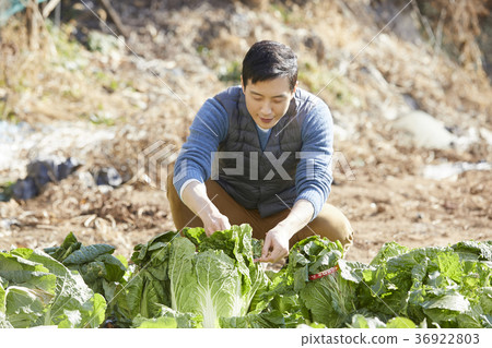 晚年，男人，領域，蔬菜，收穫，韓國 36922803