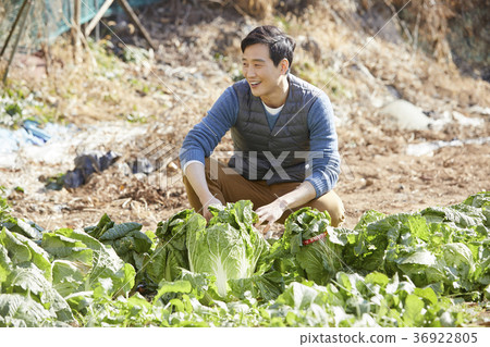 晚年，男人，領域，蔬菜，收穫，韓國 36922805