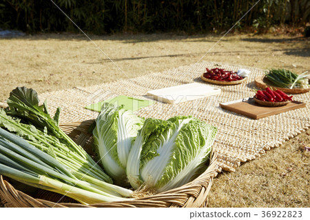 Vegetables, ingredients, cabbage kimchi, kimchi Vegetables, ingredients, cabbage kimchi, kimchi 36922823