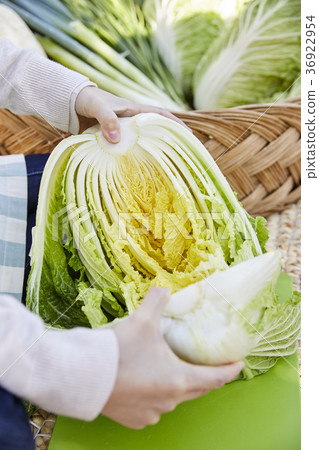 Hand, cabbage kimchi, kimjang, close-up 36922954