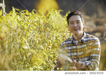 Old age, man, field, vegetables, harvest, Korea 36923030