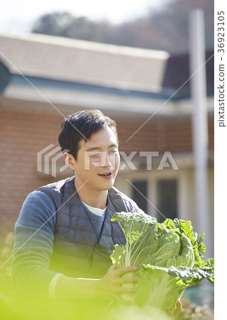晚年，男人，領域，蔬菜，收穫，韓國 36923105