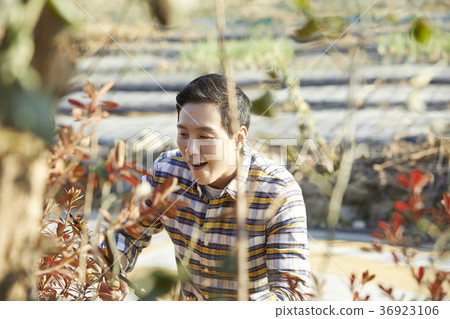 晚年,男人,領域,蔬菜,收穫,韓國 晚年,男人,領域,蔬菜,收穫,韓國 36923106