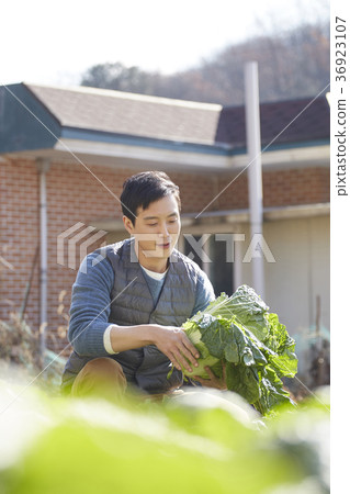 晚年，男人，領域，蔬菜，收穫，韓國 36923107