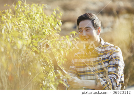 Old age, man, field, vegetables, harvest, Korea 36923112