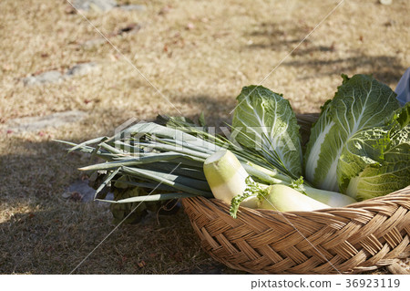 蔬菜,配料,白菜泡菜,泡菜 蔬菜,配料,白菜泡菜,泡菜 36923119