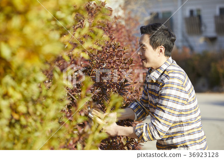Old age, man, field, vegetables, harvest, Korea Old age, man, field, vegetables, harvest, Korea 36923128