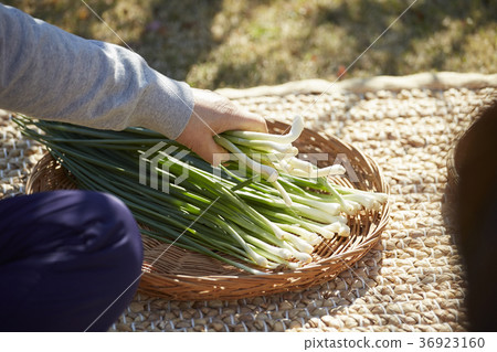 手，圓白菜泡菜，kimjang，特寫鏡頭 36923160