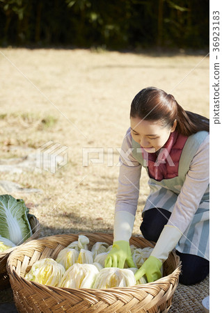 Elderly, woman, field, vegetables, Korea 36923183