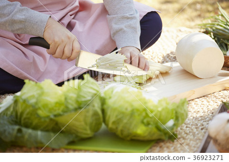 Hand, cabbage kimchi, kimjang, close-up Hand, cabbage kimchi, kimjang, close-up 36923271