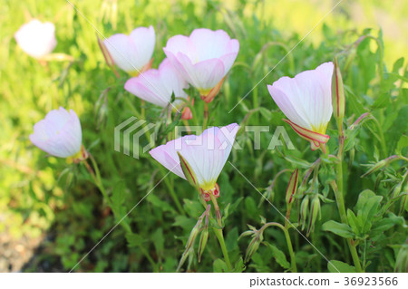 開花的晚櫻草白天 36923566