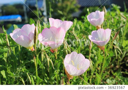Flowering evening primrose in daytime Flowering evening primrose in daytime 36923567
