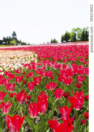 鬱金香領域 36923603