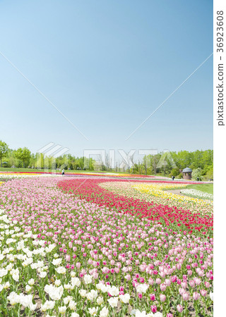 清除鬱金香領域 清除鬱金香領域 36923608