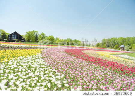 清除鬱金香領域 清除鬱金香領域 36923609