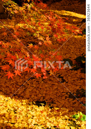 Autumn leaves of lotus temple 36923644