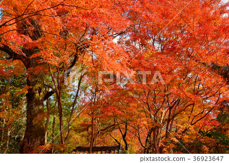 蓮花寺廟秋葉 36923647