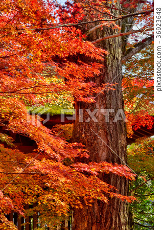 蓮花寺廟秋葉 36923648