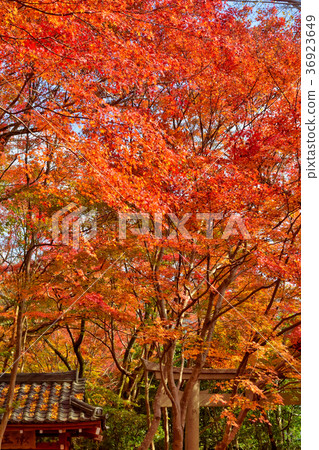 Autumn leaves of lotus temple 36923649