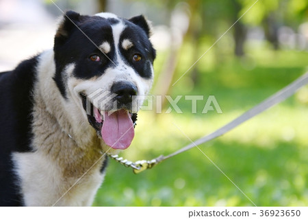 Alabai or Central Asian Shepherd Dog 36923650