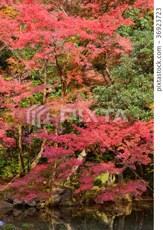 蓮花寺廟秋葉 36923723