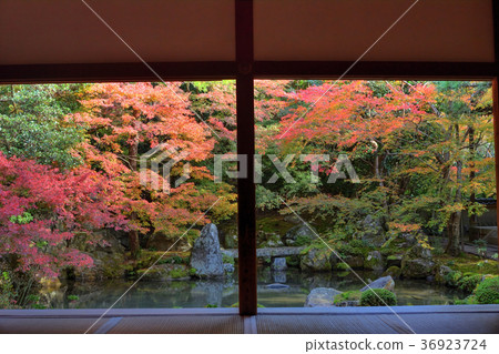 Autumn leaves of lotus temple 36923724
