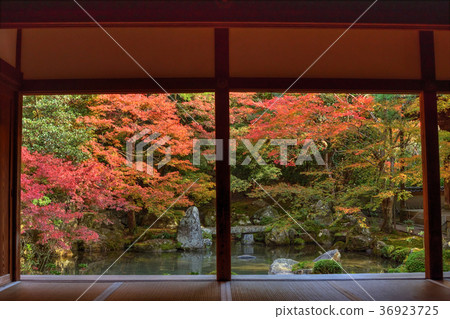 Autumn leaves of lotus temple 36923725
