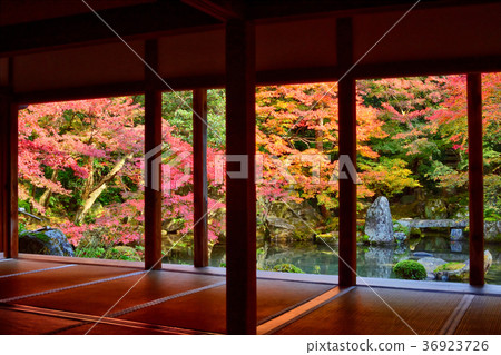 Autumn leaves of lotus temple 36923726