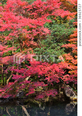 蓮花寺廟秋葉 36923727