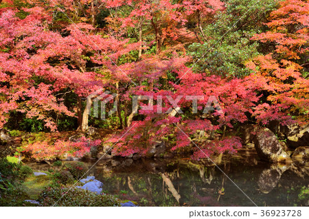 Autumn leaves of lotus temple 36923728