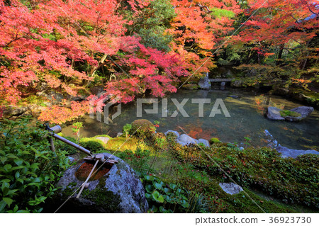 Autumn leaves of lotus temple 36923730