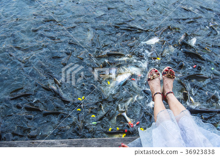 Catfish feeding 36923838