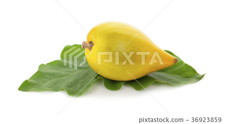 Egg fruit, Canistel, Yellow Sapote 36923859