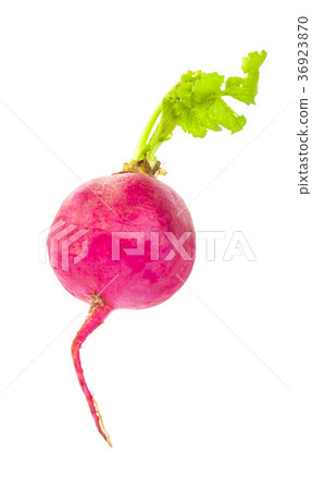 radish on white background 36923870