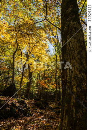Aokigahara Jukai Autumn leaves 36924123