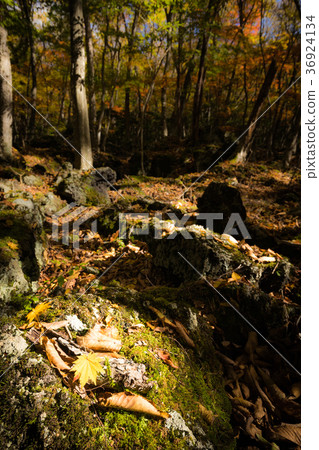 Aokigahara Jukai Autumn leaves 36924134