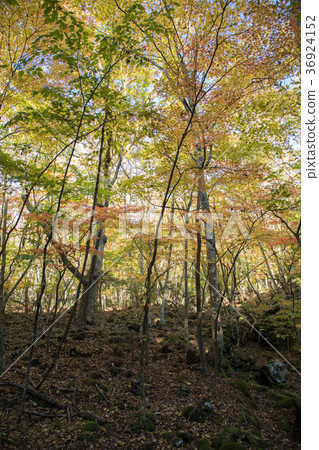 Aokigahara Jukai秋葉 Aokigahara Jukai秋葉 36924152