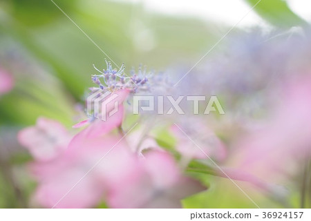 Yamah繡球花 36924157