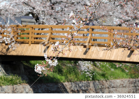 Yamazaki River Sakura Yamazaki River Sakura 36924551