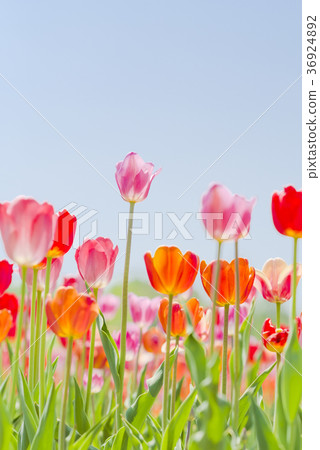 Tulip (low angle empty back) 36924892