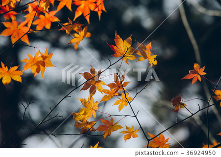 Autumnal maple leaves in blurred background Autumnal maple leaves in blurred background 36924950