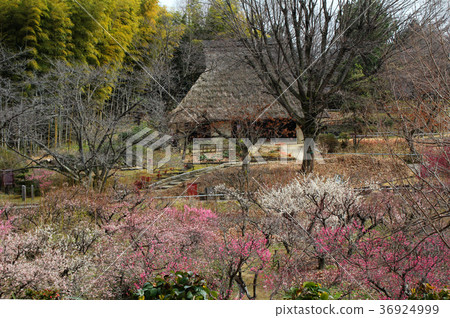 Satoyama no plum forest Satoyama no plum forest 36924999
