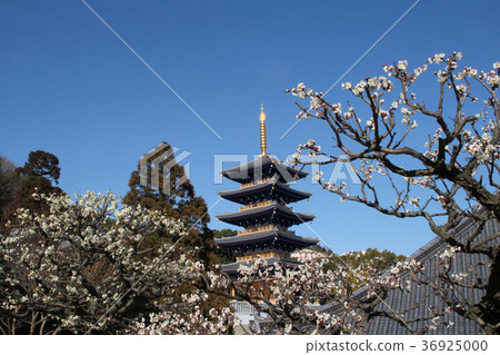 中山寺五重塔和梅花 中山寺五重塔和梅花 36925000