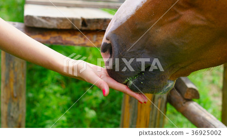 Young woman feed horse 36925002