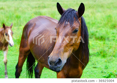 A horse and foal grazing on a meadow. A horse and foal grazing on a meadow. 36925004