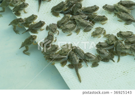 Frog in the nursery and also the tail ,tadpole 36925143