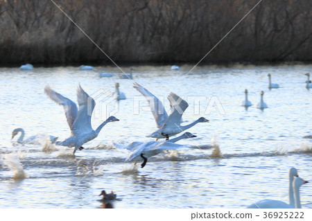 Swan flying in the blue sky 36925222